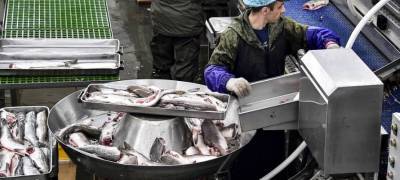 Строительная и горнодобывающая компании хотят заниматься рыбным хозяйством в Карелии