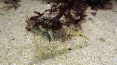В лондонском аквариуме обнаружили неизвестных науке креветок