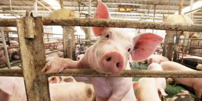 Десятки свиных трупов в реке в Хуанхэ: медики боятся, что это «коронавирус-2»