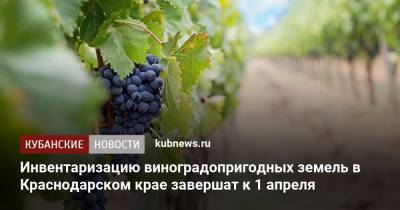 Инвентаризацию виноградопригодных земель в Краснодарском крае завершат к 1 апреля
