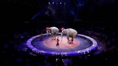 «Ты хотела шоу?!» — почему подрались слонихи в цирке Казани