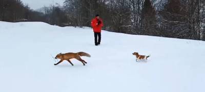 На лыжной базе в Карелии лиса играла с собакой (ВИДЕО)
