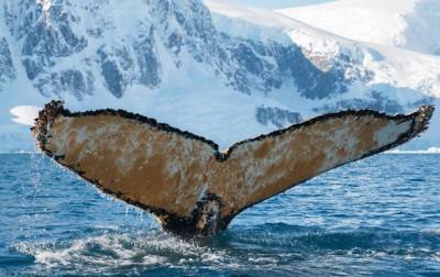 В Антарктиде полярники разбудили кита