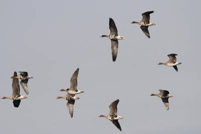 Стаи перелетных птицы продолжают прибывать в Воронежский заповедник
