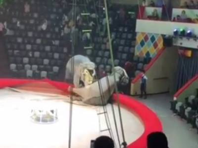 «Типично женская разборка»: в российском цирке слонихи подрались во время представления