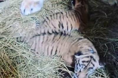 Тигрица из застрявшего в Чите цирка родила двоих котят