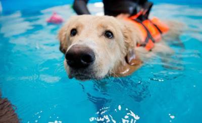 Петербургская прокуратура добивается сноса бассейна для собак в многоэтажке