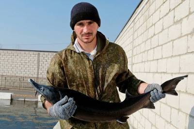 В Северной Осетии планируют производить 30 тысяч тонн товарной рыбы в год