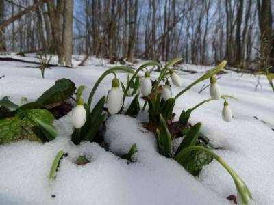 Синоптики предупредили украинцев об ухудшении погоды: мокрый снег и сильный ветер