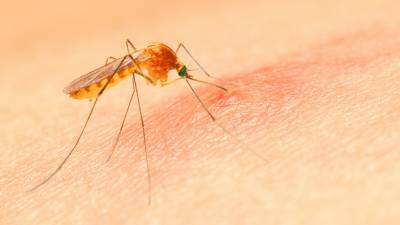 Отредактировать переносчика: как исследование геномов комаров приближает победу над малярией