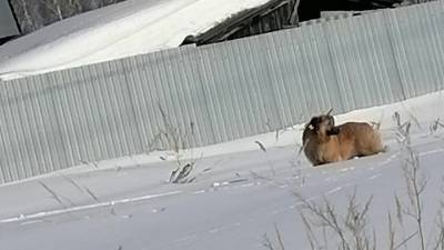 В Татарстане спасли собаку, бродившую со стрелой в шее