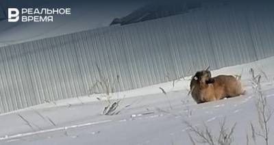 Волонтеры в Васильево спасли собаку, раненную из арбалета — ее назвали Стрелкой