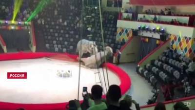 Два слона подрались во время циркового представления в Казани (+видео)