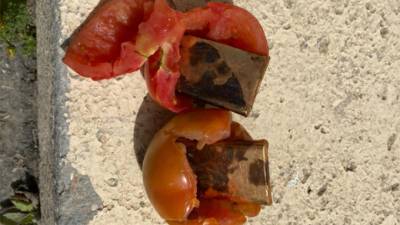 Видео: перехвачена контрабанда золотых слитков в помидорах
