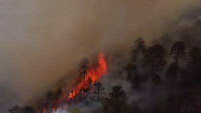 В Мексике бушуют лесные пожары, огонь охватил более 7000 гектаров