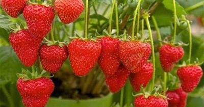 Всегда чистые ягоды: самодельный держатель для клубники