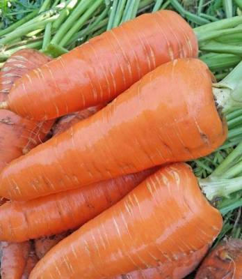 Сорт моркови Московская зимняя А 515: описание, фото и отзывы