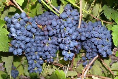 Сорт винограда Красень: описание, фото, отзывы, видео