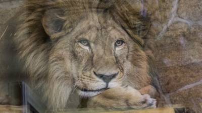 Браконьеры совершили массовое убийство львов в национальном парке Уганды