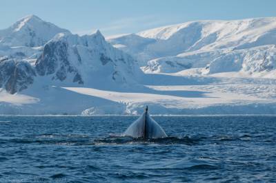 В Антарктиде украинские полярники случайно разбудили кита: фото, видео