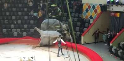 Слоны устроили драку во время представления в цирке и распугали зрителей (видео)