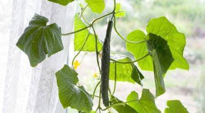Как вырастить огурцы на подоконнике: советы специалистов по выбору сорта и выращиванию