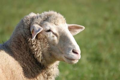 Поголовье овец и коз увеличилось в Нижегородской области на 43%