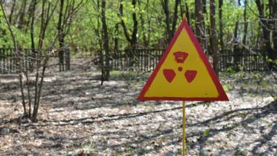 Вымирание воробьев зафиксировано в Чернобыльской зоне отчуждения