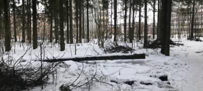 Власти Петрозаводска пообещали высадить 200 елей на месте срубленных в парке деревьев