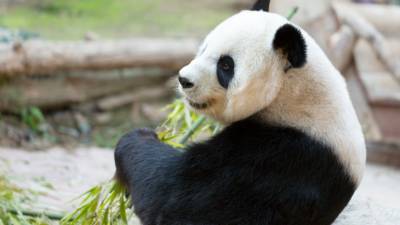 Большая панда напала на сотрудника бельгийского зоопарка