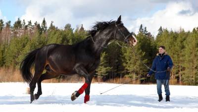 Лошадиный шеринг: конные клубы пережили кризис, сдавая в прокат питомцев