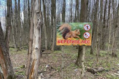 Тульская область вошла в число регионов с минимальным количеством незаконных вырубок леса