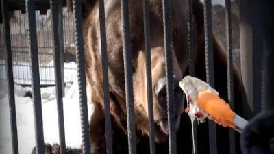 Для медведей красноярского зоопарка устроили “Мишкины потягушки”