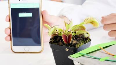 В Сингапуре биологи научились коммуницировать с растениями через смартфон