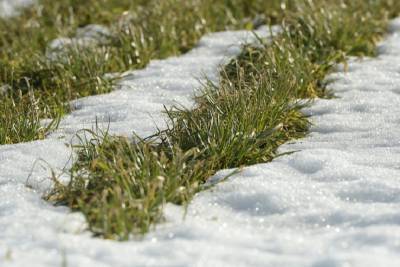 Более 90% озимых культур Ленобласти хорошо перенесли зиму