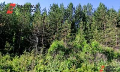 В Нижегородской области за год восстановят более 12 тысяч га леса