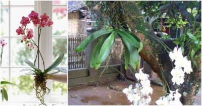 8 удивительных фактов об орхидеях, которые вы скорее всего не знали