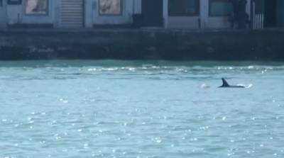 Дельфины вновь поплавали в каналах Венеции, пока город на карантине - видео