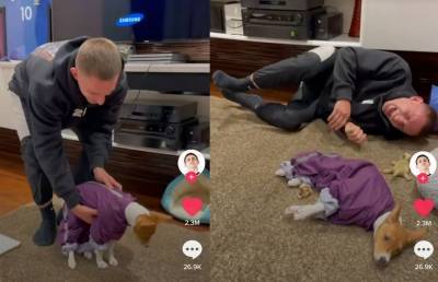 «Сломал собаку»: блогер показал, что происходит с его псом, когда на него надевают костюм (ВИДЕО)