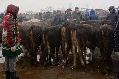 В Зауралье оштрафовали фермершу, у которой коровы истощены и живут в антисанитарии