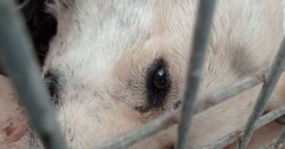 Нет живого места: под Черкассами из травматического оружия расстреляли бездомную собаку