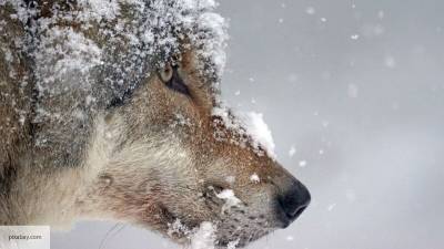 Биолог предупредил об опасности таежного гибрида волка и собаки