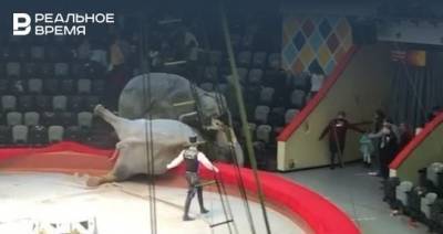 Американская благотворительная организация осудила обращение со слонами в Казанском цирке