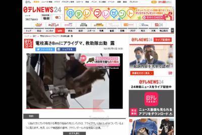 Краснодарский енот, застрявший на столбе, попал на японское ТВ