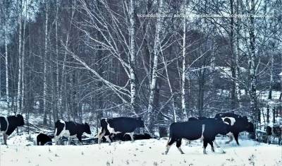 Одичавшие коровы в Чернобыле стали жить по законам предков. И отлично себя чувствуют!