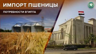 Объем закупаемой Египтом пшеницы может возрасти на 200 тыс. тонн