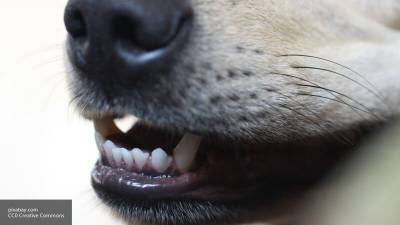 Биолог заявил о необходимости усыпления больных и агрессивных собак