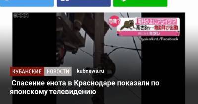 Спасение енота в Краснодаре показали по японскому телевидению