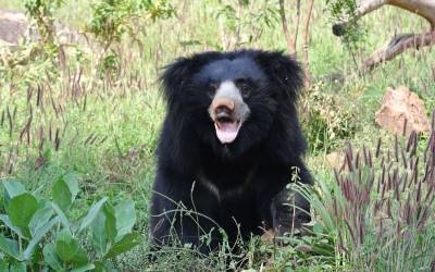 Медведь в гостях или невероятные истории людей, которые пережили встречу с хищниками