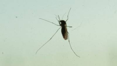 Ученые из России и США решили отучить комаров пить кровь